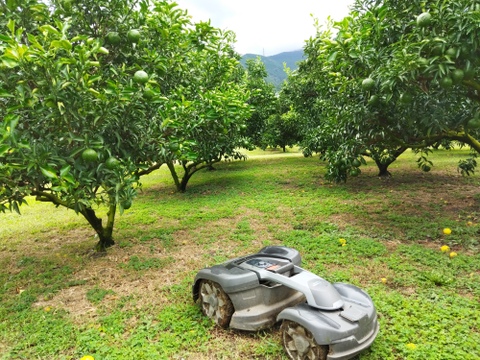 甘平　贈答用袋入り　12玉