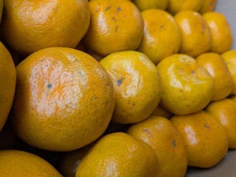 【自然栽培】 甘くておいしい 食べ出したら止まらない 極早生みかん（5K）