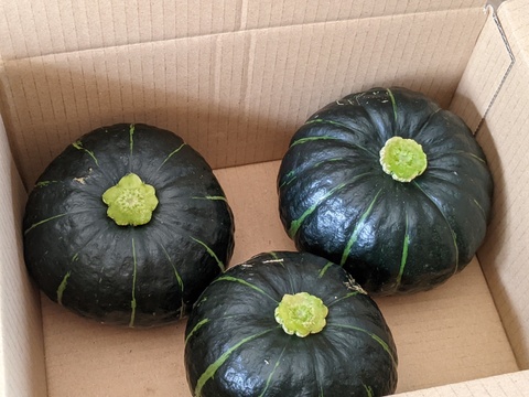 おっ！手頃サイズのミニカボチャ☆ほくほく甘〜いパンプキッズ