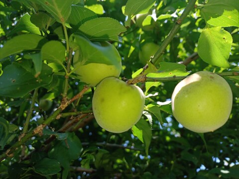 暑い夏を乗り切ろう！クエン酸たっぷり 梅シロップ  4倍希釈時25%うめ果汁入り飲料 （550ml×1本）