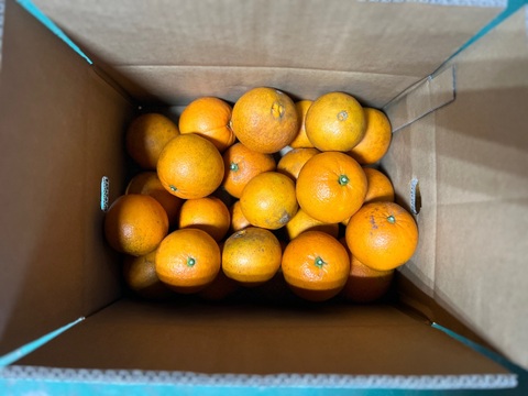 数量限定！【有機JAS認証】ナベリーナ5kg