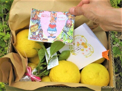 【母の日ギフト】【メッセージカード付き】朝採りニューサマーオレンジ２kg贈り物箱　農薬・肥料・除草剤不使用