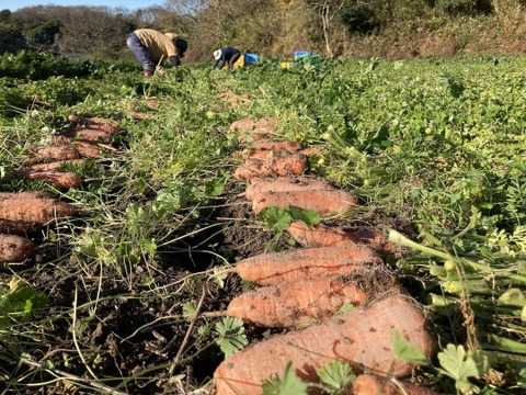 栄養価コンテスト人参部門４冠達成！掘りたて人参3kg 化学合成農薬・化学肥料・除草剤不使用！子どももパクパク