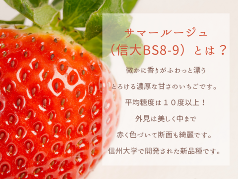 【予約開始！7月～順次発送】２Lサイズ 40粒 軽井沢産甘い夏秋いちご「サマールージュ（信大BS8-9）」産地直送 生いちご