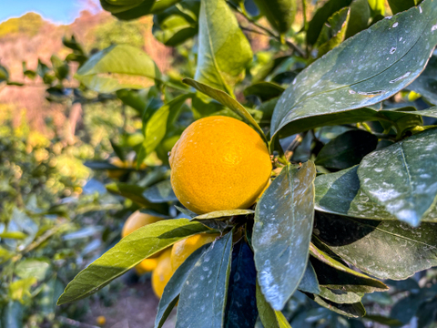 ［3kg］イエローライム！皮まで安心してご使用いただけます（大小混合）