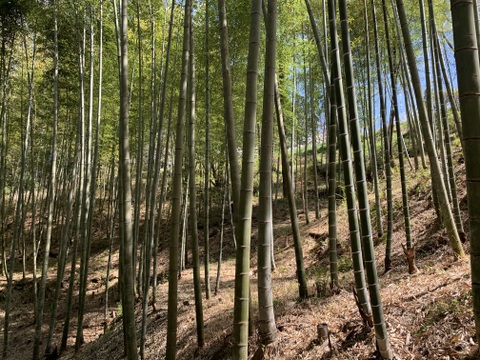 朝採りタケノコはいかがでしょうか？2kg