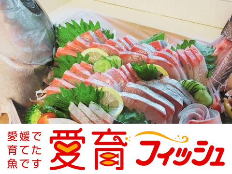 【厳選】朝どれ『養殖鮮魚セット　松　(3尾入/箱)』神経〆付