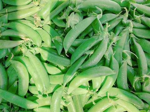 【メール便】朝どり直送！栽培期間中農薬不使用☆スナップえんどう450ｇ