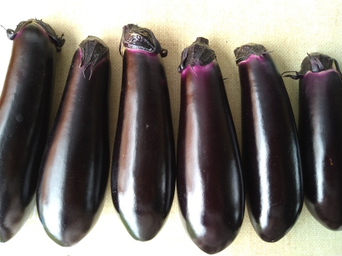 「固定種　真黒茄子」美味い中長なす 1kg