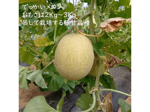 予約！白肉のあまーい高糖度ネットメロン　ムーンライト 2.5kg1玉