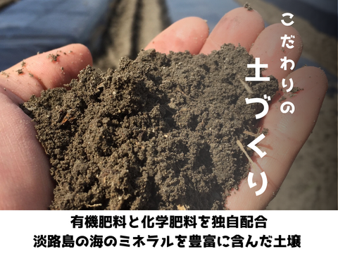 【極甘ジューシー】淡路島 春の新玉ねぎ 20kg箱 約60～80個入