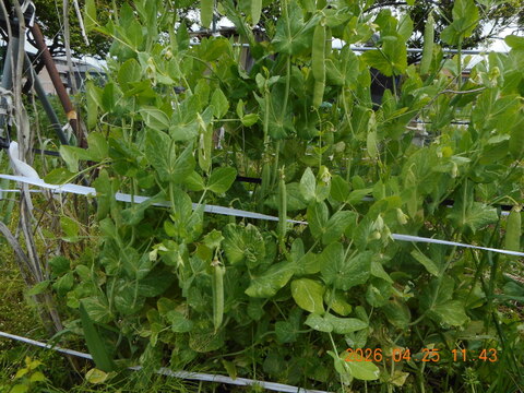 スナップエンドウ：自然農栽培で育てた奈良の野菜