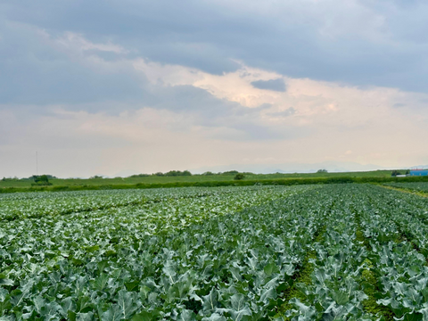 朝採れ直送！毎日食べたくなるブロッコリー　12個入り　//先行予約/2026年6月上旬より発送//