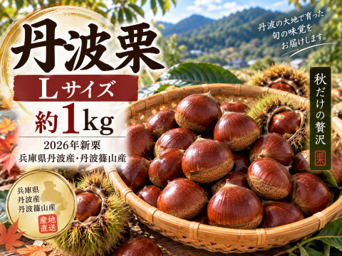 【2026年新栗】丹波栗 Lサイズ 約1kg 兵庫県丹波産・秋の味覚・採れたて発送 栗 生栗 産地直送 栗ご飯