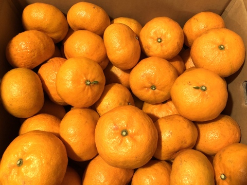 【酸味が少なく激甘！】旬の早香オレンジ 3kg