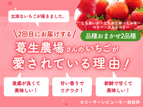 【限定100セット】こだわりいちご便🍓（食べチョク公式）