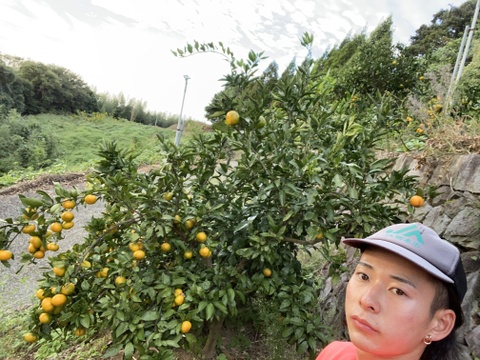 自然栽培みかん　10キロ