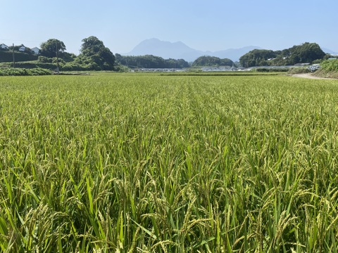 まほろば浪漫🌾ヒノヒカリ (精米5㎏)