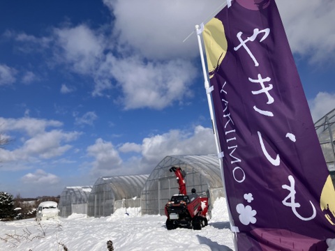 北海道産 壺焼きとろ蜜芋（冷凍焼き芋5本入り）〈べにはるか〉12/12〜発送予約