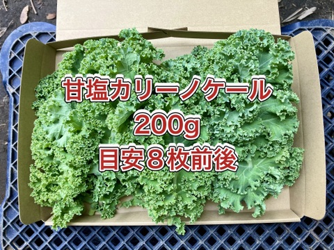 【鹿児島産】甘塩カリーノケール箱込み200g^_^