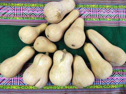 熟成★バターナッツかぼちゃ　9ｋｇ