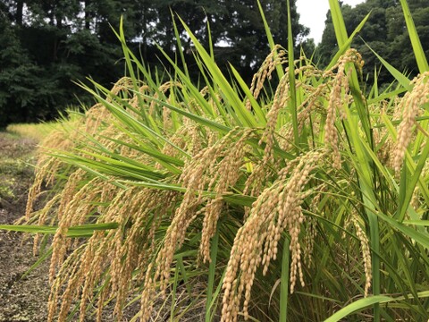 魚沼の里山 若栃の棚田で元気に育った こしいぶき 5kg 令和7年産米