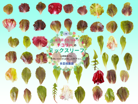 ほろ苦さたっぷり　チコリーのミックスリーフ  500g　露地土耕栽培