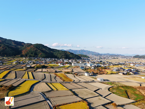 皮ごと茹でて✨美味しい ✨小ぶりな里芋1kg(セレベス:赤目芋)｜農家直送✅｜家庭用🎁❗️
