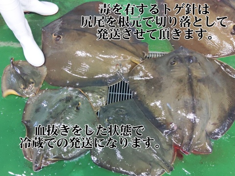生アカエイ丸ごと一匹【新商品のため値引き中】小サイズ（目安1.5kg～4kgの不定貫）エイ料理に【唐揚げに】【煮付けに】【刺身に】【天ぷらに】【ガーリックバターソテーに】未利用魚 低利用魚 エイヒレ