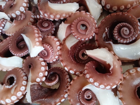 国産ぷりぷり『関門海峡たこ』小サイズ足1本ずつカット1.5kg(バラ冷凍)刺身、カルパッチョ、たこ飯、たこ唐など…夕飯に！お酒のあてに！直ぐ一品出来ますよ♪♪