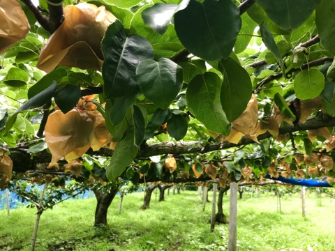 緊急出荷＊『幻の梨』【新水】【家づかい用】上品な香りと芳醇な甘さ＊【3kg】