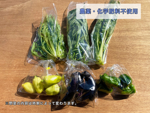 【農薬・化学肥料不使用】野菜セット（通常セット）