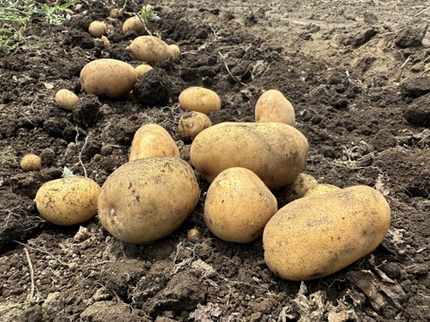 🎆お祭りの屋台で買うじゃがバターより美味しいじゃがバターを家で作れます🎆品種：とうや　サイズ：M〜Lサイズ3kg