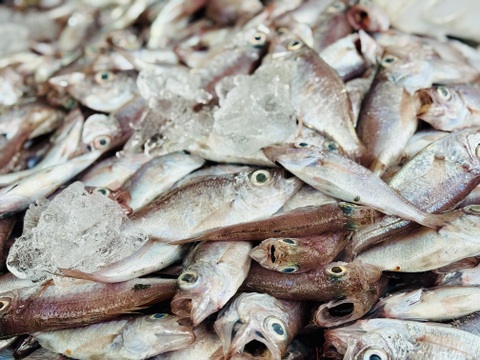 春の旨みがしっかり味わえる魚デン1kg