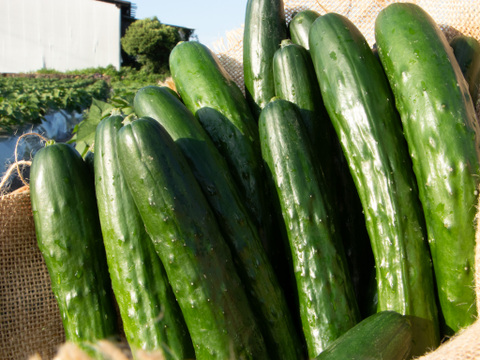 "おいしい水分補給"で熱中症対策『湧水きゅうり』 ｜2kg：約15本