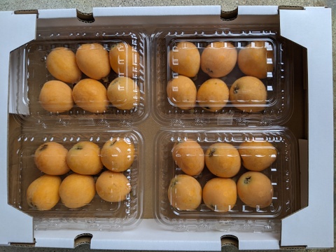 🍋びわ(なつたより)　中玉Ｌサイズ  ２４個入（贈答用）