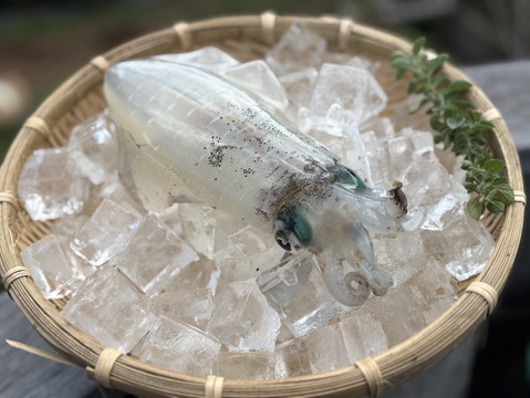 【松島産】アオリイカ（冷凍）