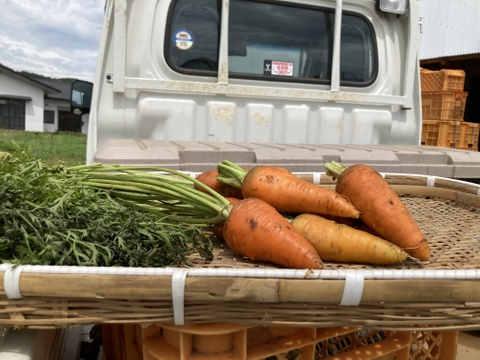 農薬・化学肥料不使用　人参　箱込　５kg