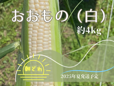【🌽夏ギフト🎁】
＼生で食べられる白い宝石🌽／
中津川産プレミアム『純白とうもろこし』おおもの白 4kgセット
✨糖度20度前後！朝採り＆即日冷蔵発送／数量限定！