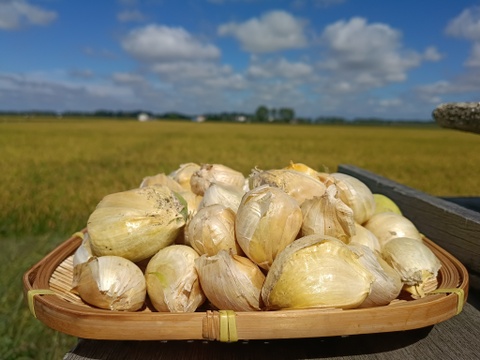 北海道産 ジャンボバラにんにく 1㎏