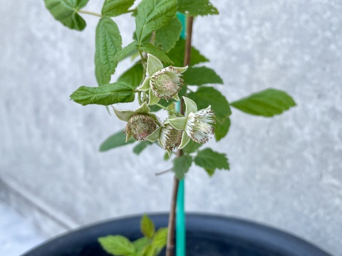 【ラズベリー鉢植え】当ファームで栽培しているラズベリーです【観賞用】【木】【ポッド】【予約販売】