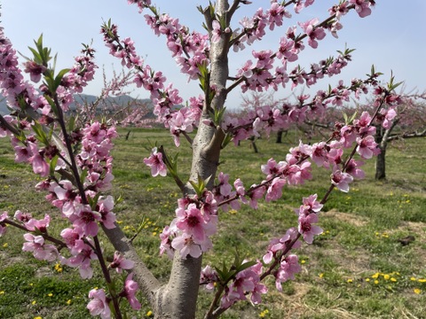 【家庭用】桃とネクタリンから生まれた「ワッサー」3㎏（8～11玉）