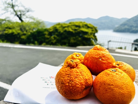 完熟不知火（デコ）訳あり・5kg