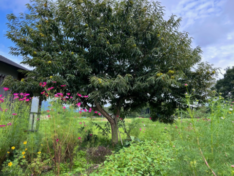 自然栽培奥出雲くり(500g)