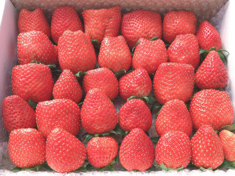 かおり野いちご850g 箱いっぱいのイチゴたち 埼玉県羽生市産 埼玉県産 食べチョク 農家 漁師の産直ネット通販 旬の食材を生産者直送