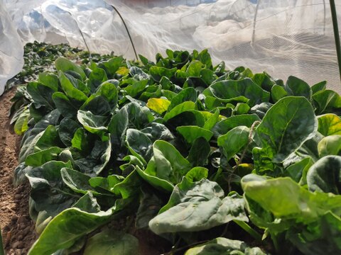 ✨農薬・化成肥料不使用の朝採れ直送「ずっしり肉厚ほうれん草たっぷり800g（200g×4袋）」✨