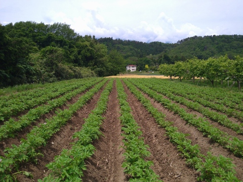 長野県産　農薬不使用　ジャガイモ　きたあかり（7ｋｇ）
