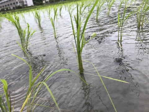 【令和６年新米】もちもち！ご馳走畑のご馳走米　静岡県産コシヒカリ白米（自然栽培）ご家庭用・4.5kg