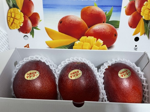 沖縄県産アップルマンゴー(3個入)