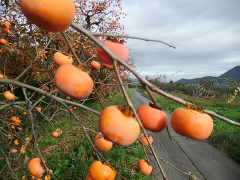 紅干し柿　まるで和菓子！２パック（１パック当り180ｇ）